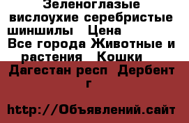 Зеленоглазые вислоухие серебристые шиншилы › Цена ­ 20 000 - Все города Животные и растения » Кошки   . Дагестан респ.,Дербент г.